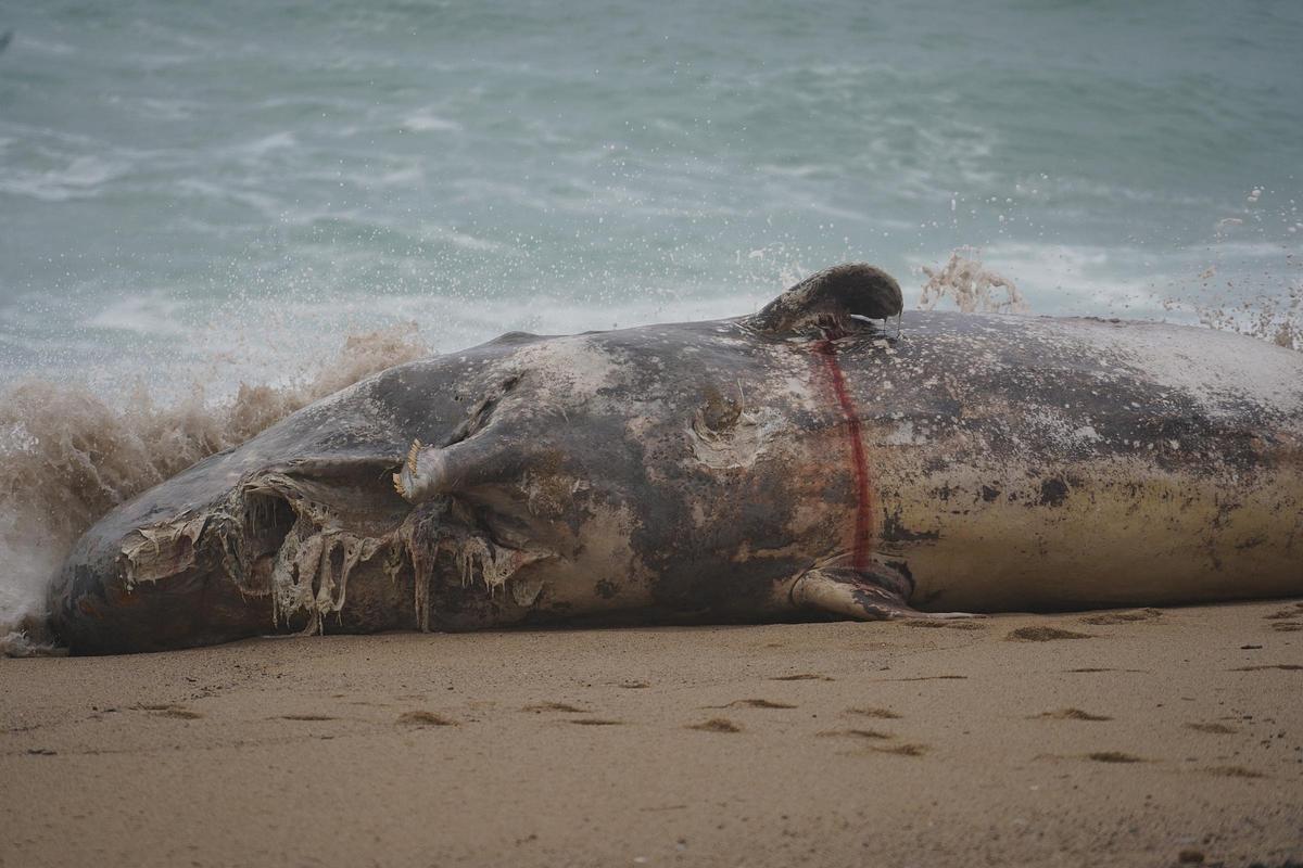 Imatges de la balena morta arrossegada pel temporal a la costa de Platja d'Aro