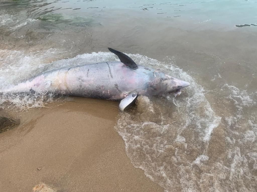 Apareix un dofí mort a Cala Montgó a Torroella