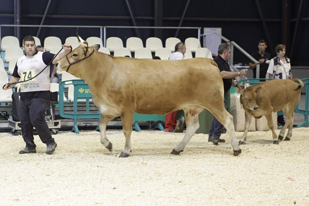 Las mejores vacas de Asturias se citan en la Feria de San Antonio de Gijón.