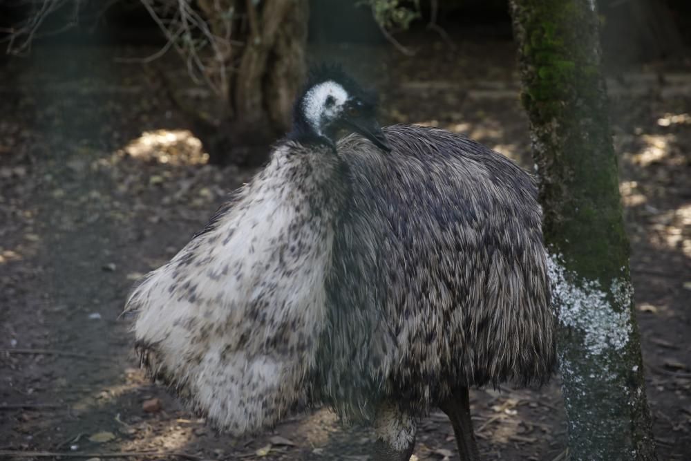 El parque Isabel la Católica supera las 600 aves