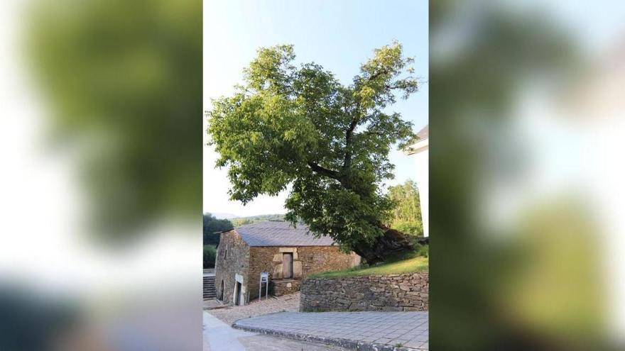 La nogueira del Camiño Vello, en Triacastela, se incorpora al Catálogo Galego de Árbores Senlleiras