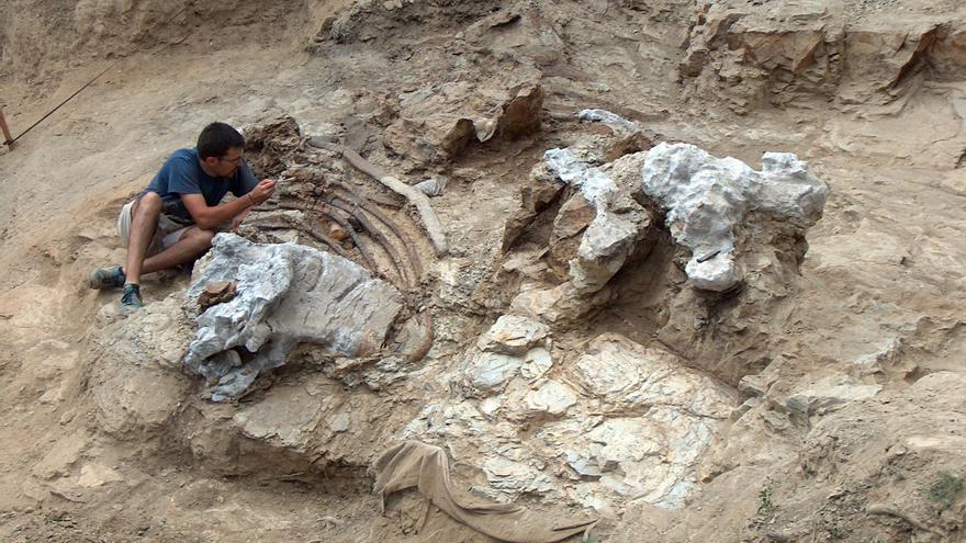 Descubren uno de los dinosaurios más grandes de Europa en Morella