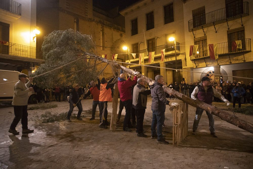 Sant Antoni arranca en Sagunt con la tradicional Plantà del Pi