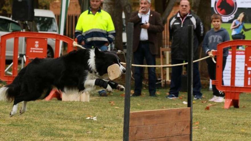 Prueba de salto durante la Doggie Race de Benavente.