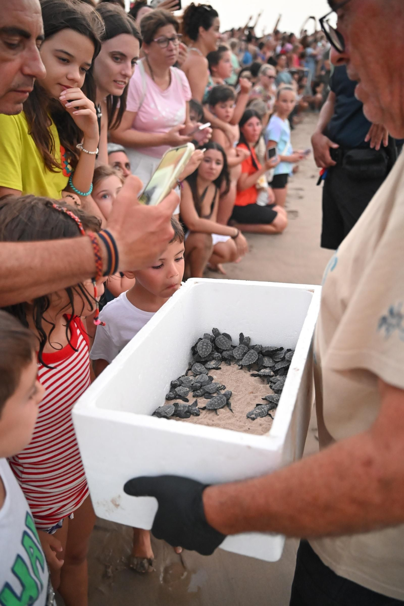 Gran expectación en Arenales del Sol por la suelta de 57 tortugas bobas recién nacidas