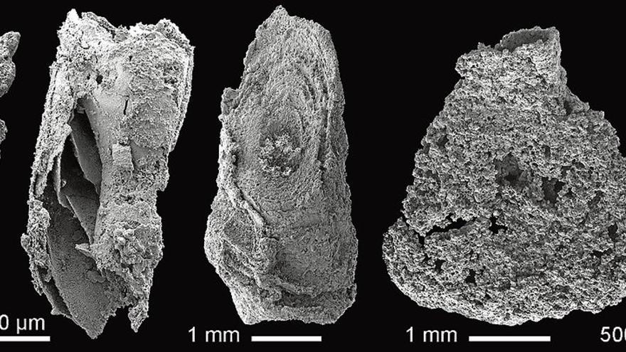 Un estudio revela fósiles con más de 500 millones de años en Extremadura