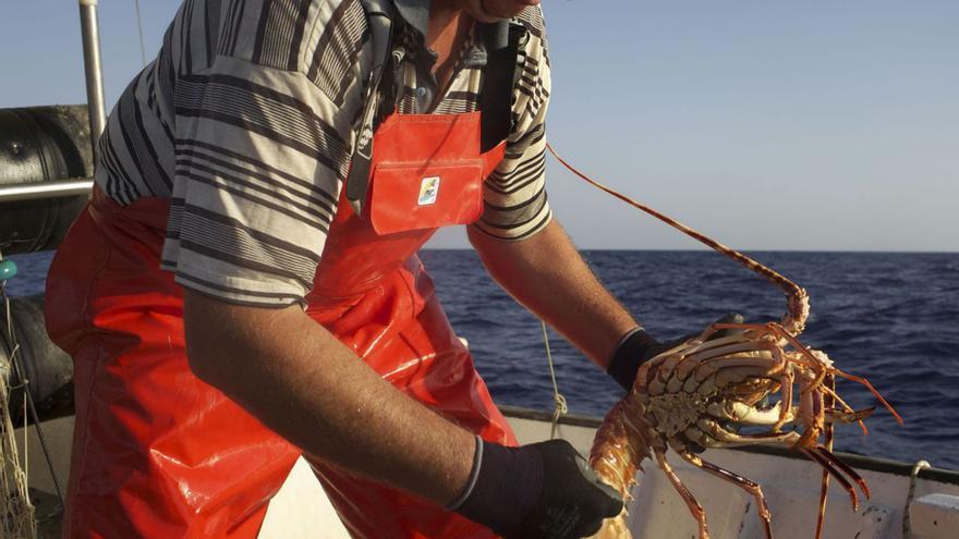 Un pescador de Ibiza muestra una langosta recién pescada.