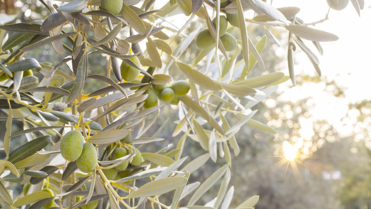 El fruto que emplean las distintas almazaras para producir oro líquido