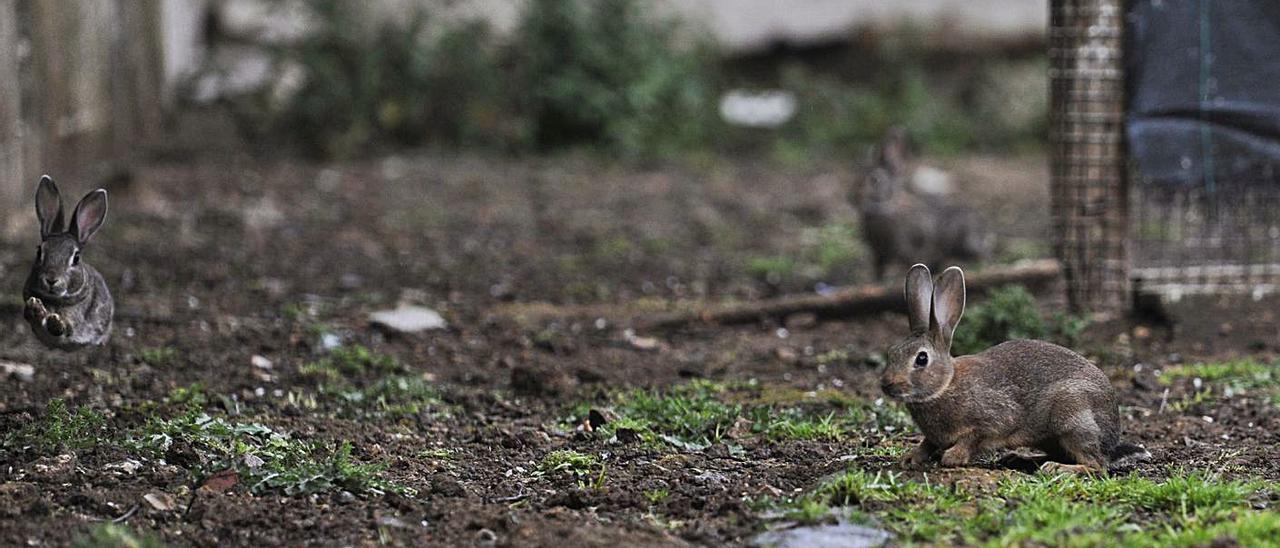 La Sociedad de Caza de Lalín dispone de un parque de adaptación para los conejos. |   // BERNABÉ/JAVIER LALÍN