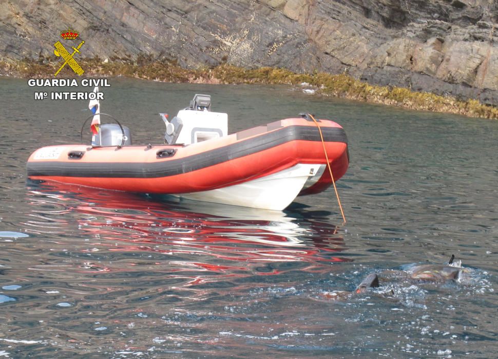 Incautados 18 kilos de pulpo en aguas de Cartagena