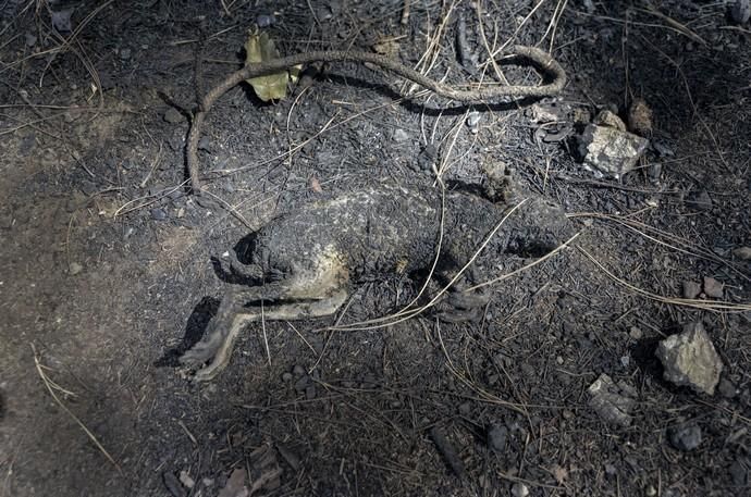 24/09/2017 CRUZ DE TEJEDA. Vuelta a la normalidad tras el incendio en la Cumbre de Gran Canaria. FOTO: J. PÉREZ CURBELO