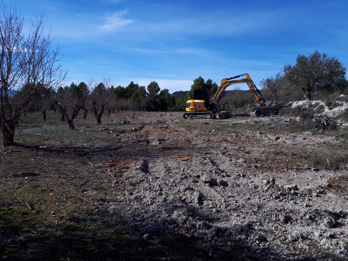 Cultivos destruidos por la Xylella