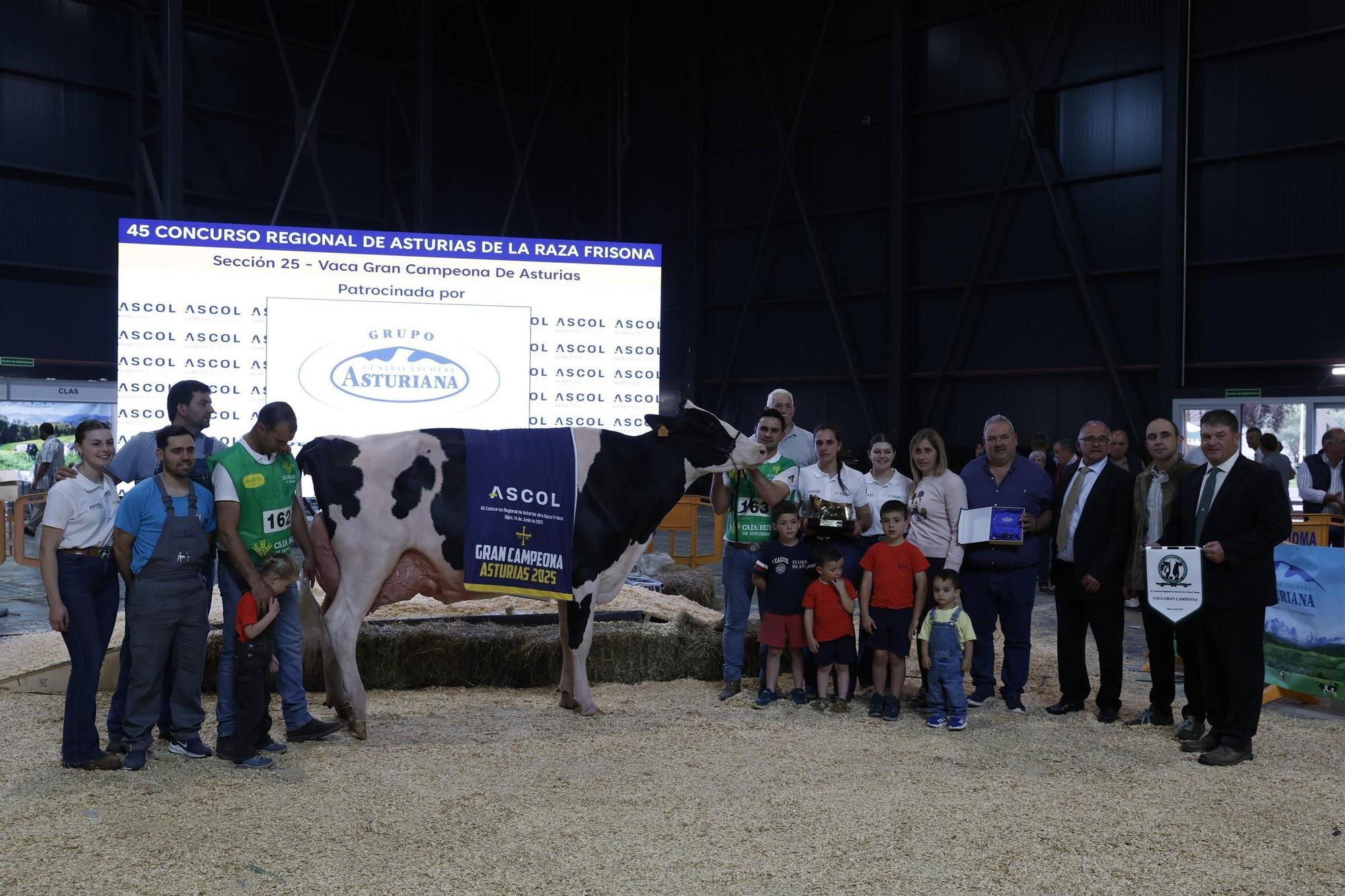 El concurso en Gijón de la mejor vaca de Asturias, en imágenes