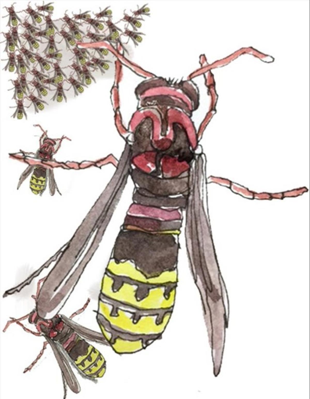 esala35358129 opinion abejas monra160902183523