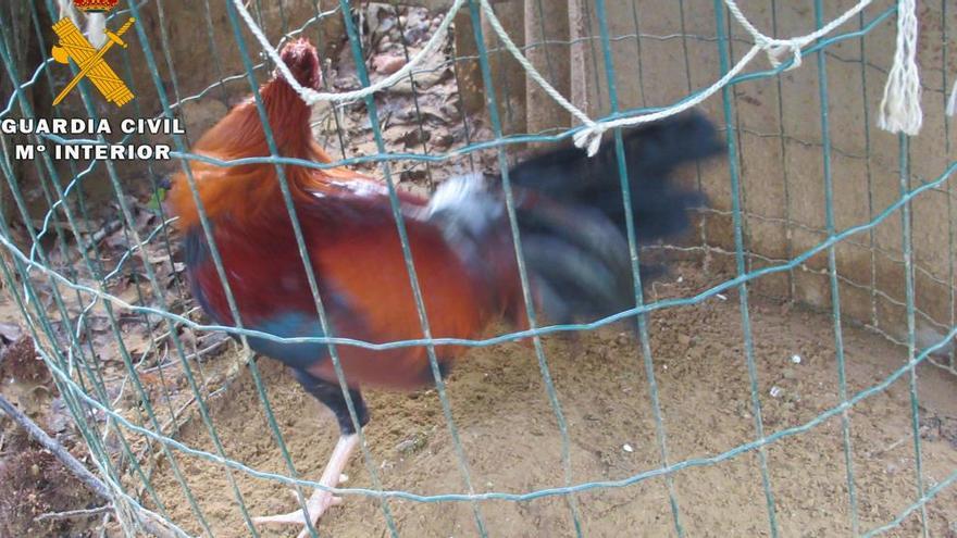 La Guardia Civil investiga a un vecino de Loriana por mutilar gallos para usarlos en peleas