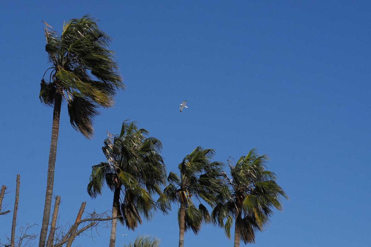 Archivo - Palmeras bajo los efectos del viento, a 12 de febrero de 2026, en Barcelona, Catalunya (España).