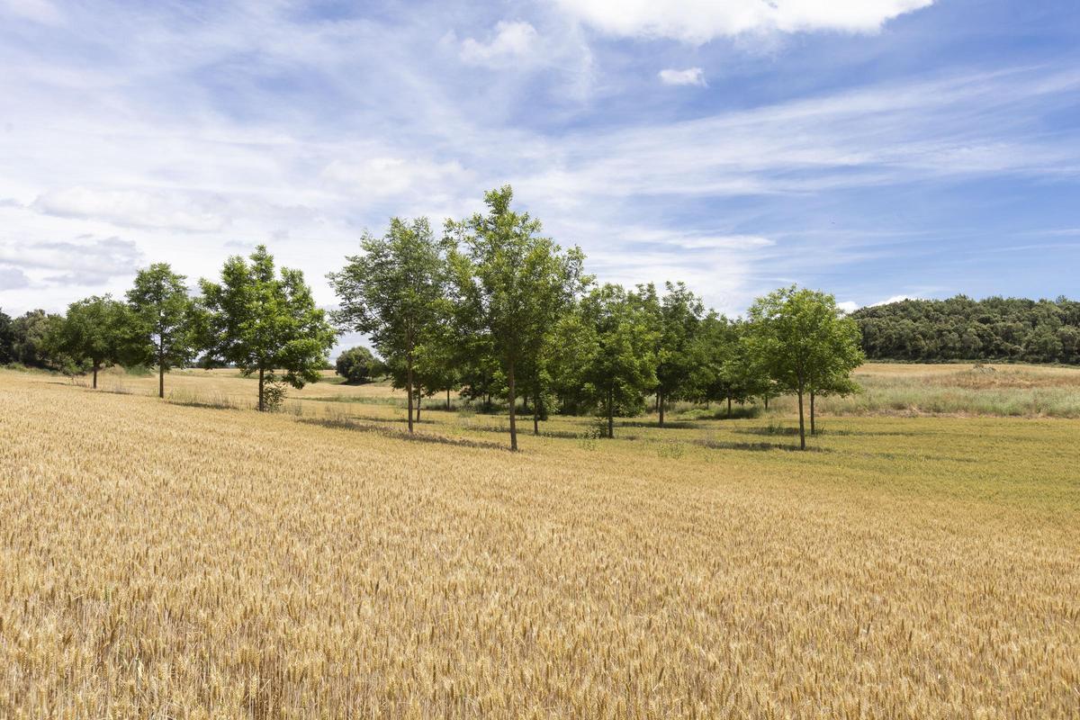 Camp de blat en un espai agroforestal recuperat en el marc del projecte, a Santa Maria de Merlès