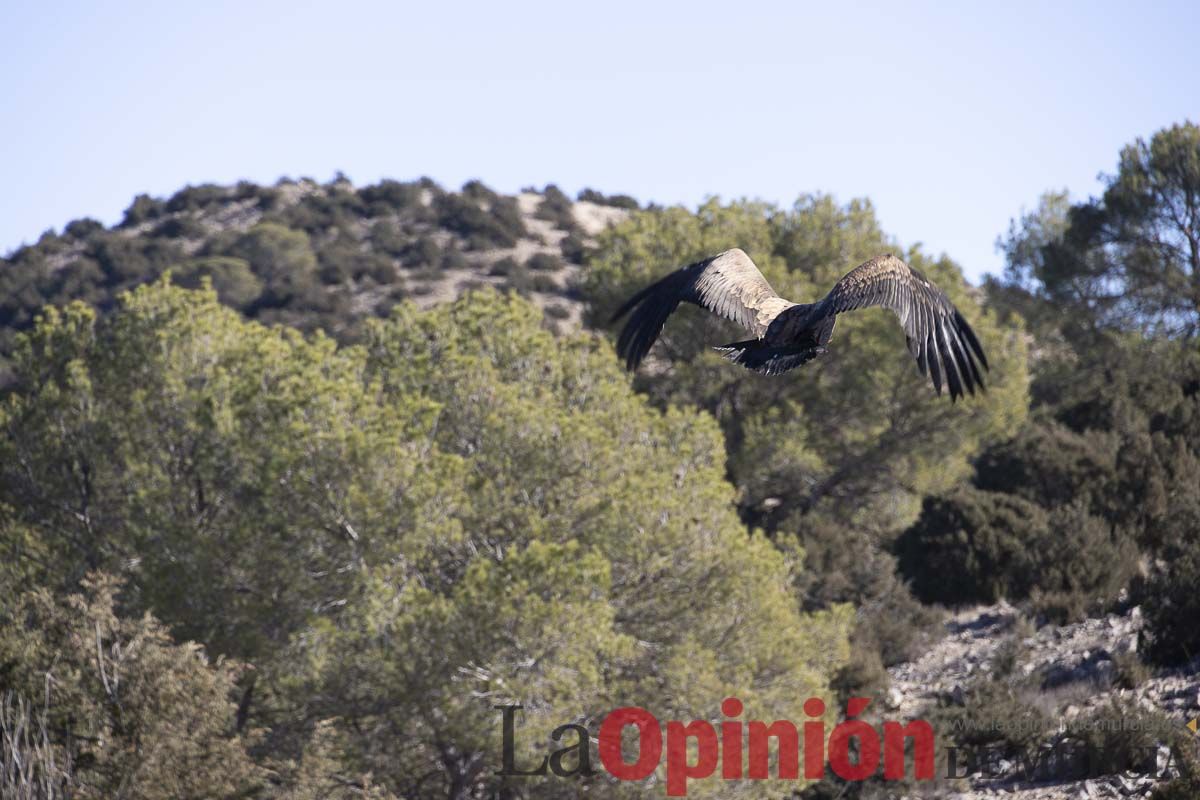 Suelta de dos buitres leonados en la Sierra de Mojantes en Caravaca