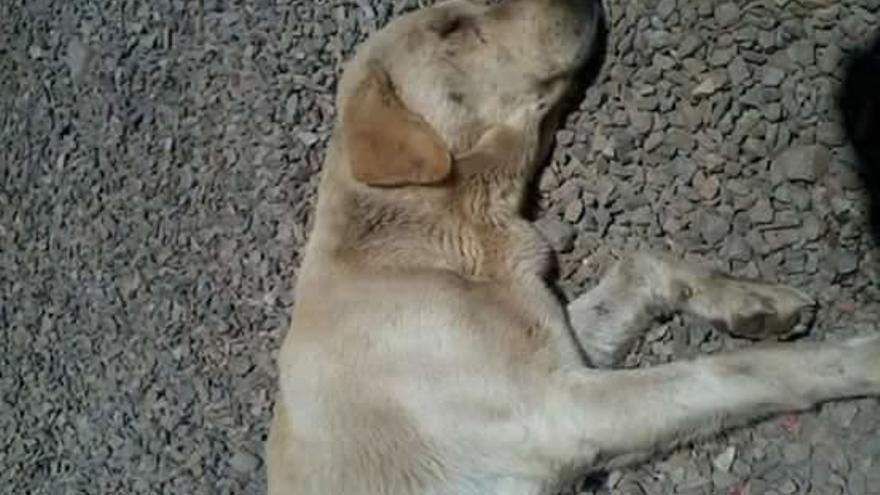 Denuncian la muerte de cuatro perros envenenados en Massalfassar -  Levante-EMV