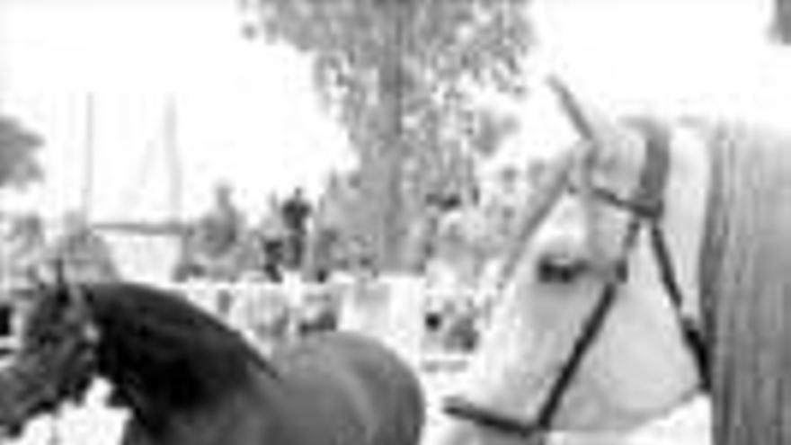 Concurso de caballos de pura raza en Torrejoncillo