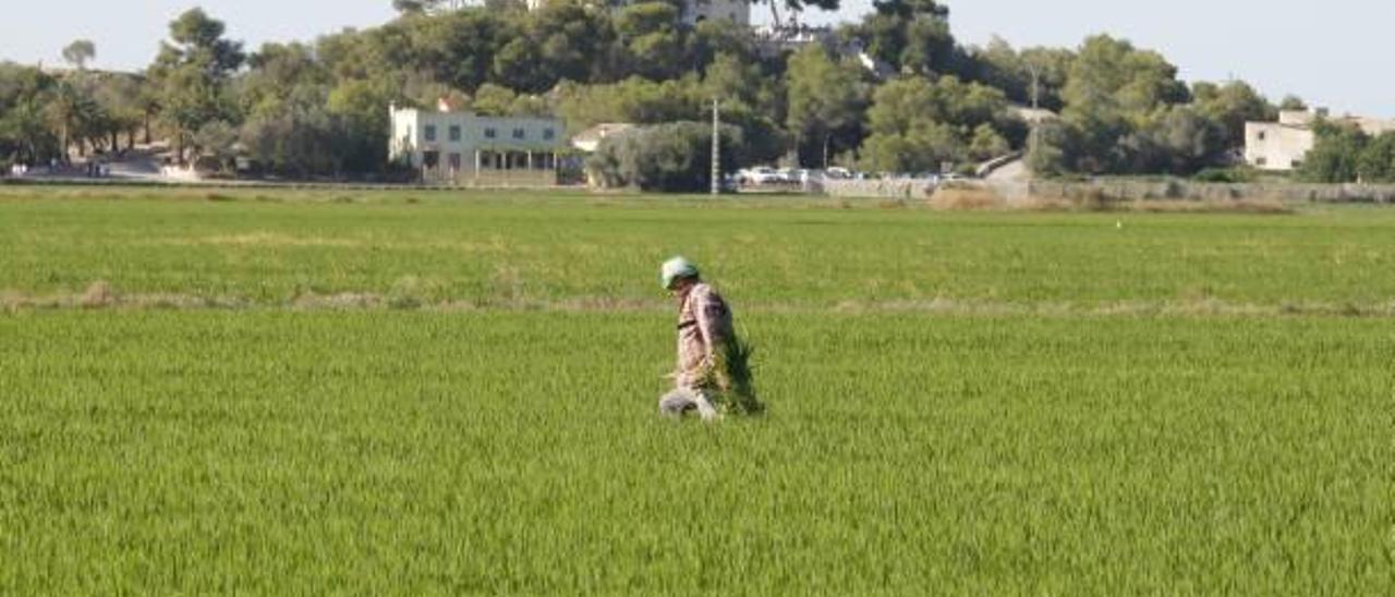 Las altas temperaturas también adelantan la campaña del arroz