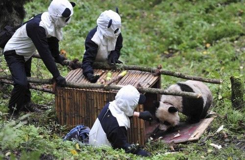 Researchers wait for giant panda Taotao to get into a cage, in Wolong National Nature Reserve