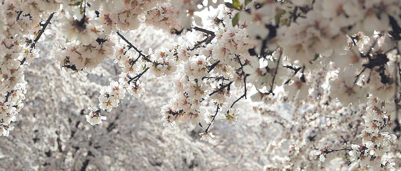 Las almendras producidas en ecológico, entre sus productos más demandados.