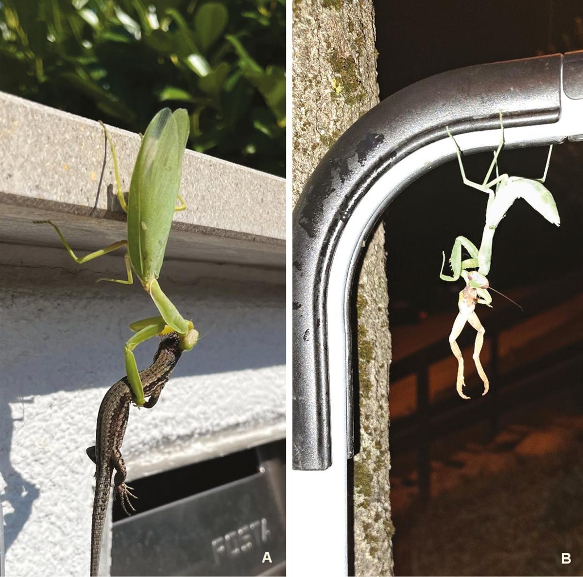 Mantis gigantes devorando una lagartija (izquierda) y una rana (derecha)