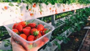 El truco definitivo (y barato) para que las fresas aguanten más