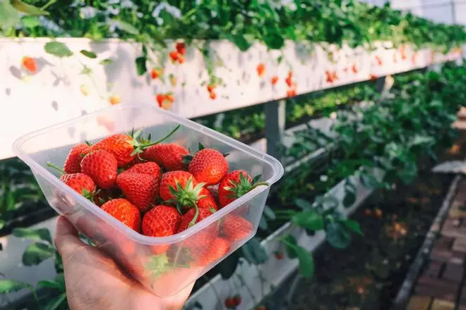 Cómo conservar las fresas para que aguanten más tiempo frescas