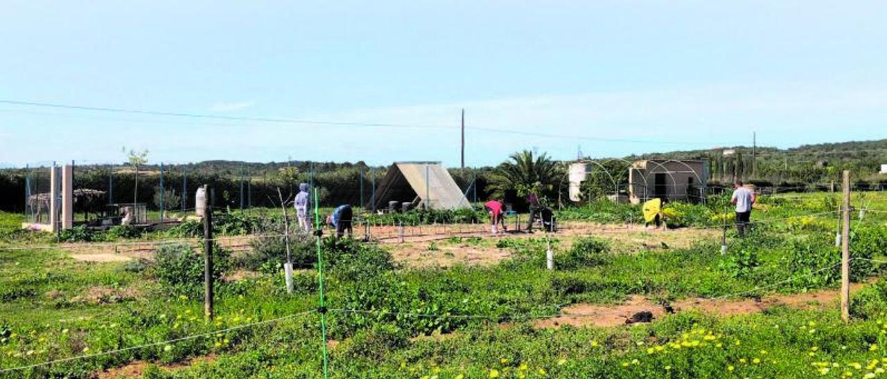 El Celler Mesquida Mora de Porreres ha cedido 200 metros de huerto para que familias en situación de vulnerabilidad puedan cosechar sus propios cultivos bajo la supervisión de los técnicos de APAEMA y con la colaboración del Ayuntamiento. |  APAEMA/MESQUIDA MORA