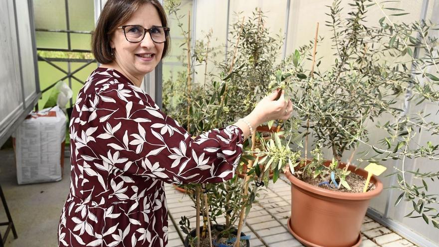 Agricultores ya plantan con éxito los olivos gallegos recuperados por el CSIC