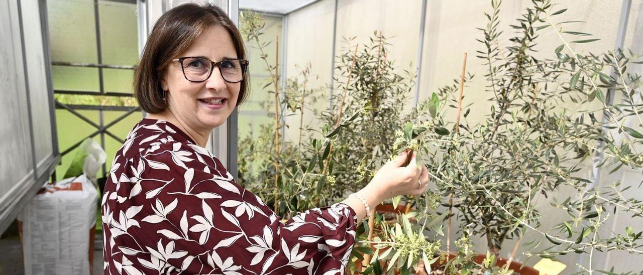 La investigadora Carmen Martínez sostiene una variedad de olivo gallego en flor.