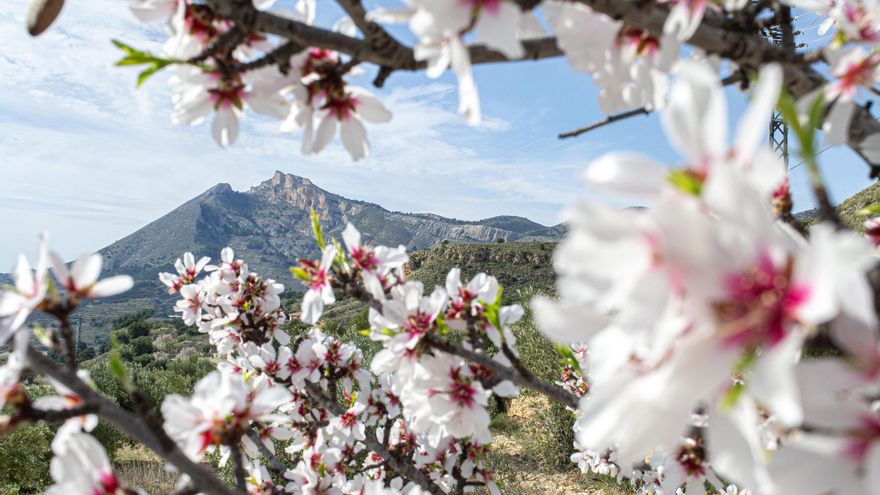 Xixona impulsa la senda de los almendros en flor