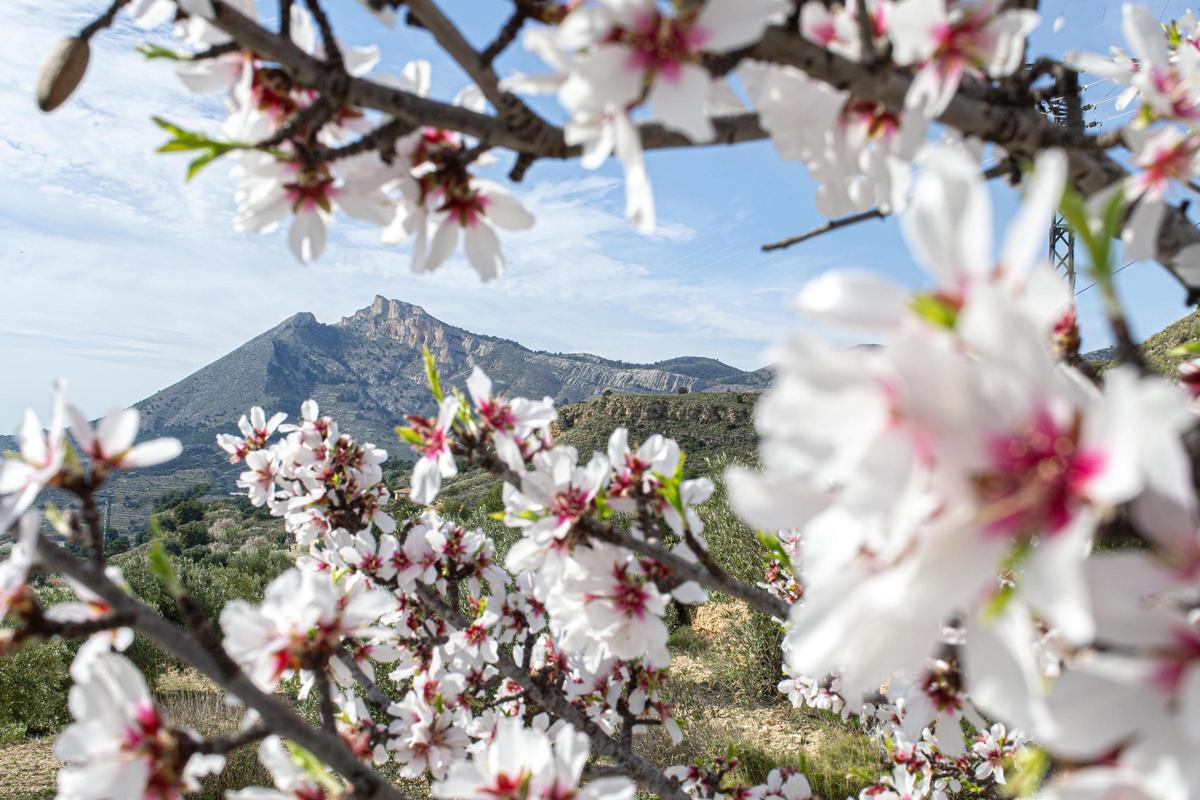 Almendros en flor en Xixona