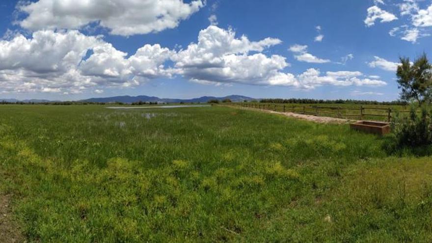 La màgia del paisatge viu i canviant del Parc Natural dels Aiguamolls