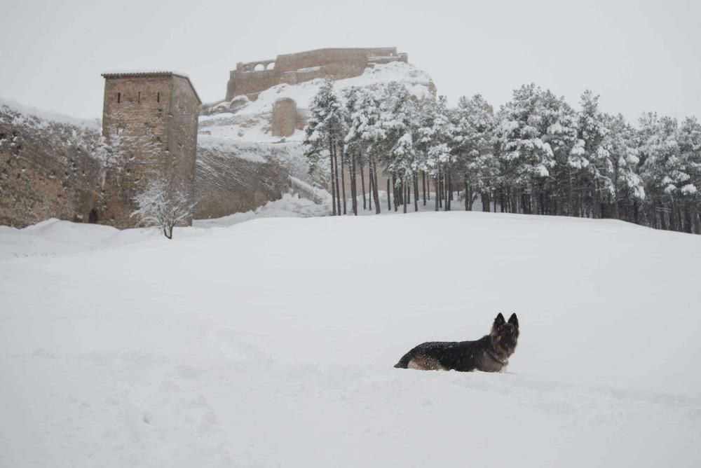 Morella