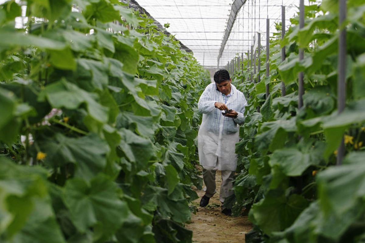 Miguel Cazorla, un dels 13 agricultors assenyalats per Hamburg, camina entre les mates de cogombre mentre parla pel mòbil amb l’ambaixada espanyola a Berlín. Miguel Cazorla, un dels 13 agricultors assenyalats per Hamburg, camina entre les mates de cogombre mentre parla pel mòbil amb l’ambaixada espanyola a Berlín.