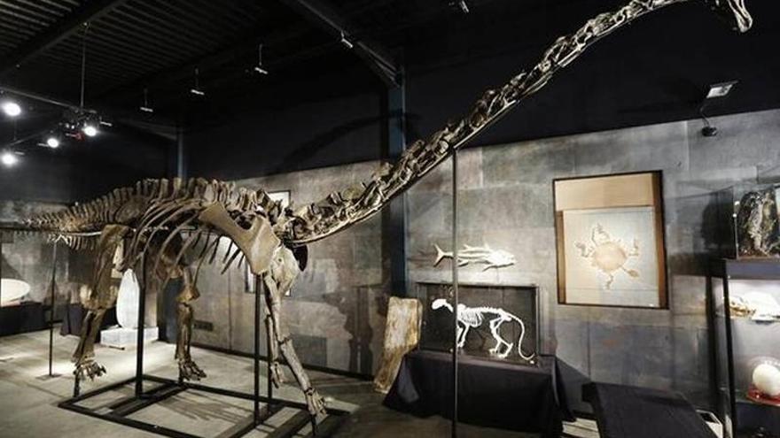 Subastado el fósil completo de un diplodocus por 472.000 euros