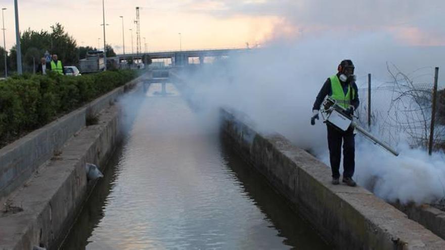 400.000 euros para frenar al mosquito tigre en Castelló