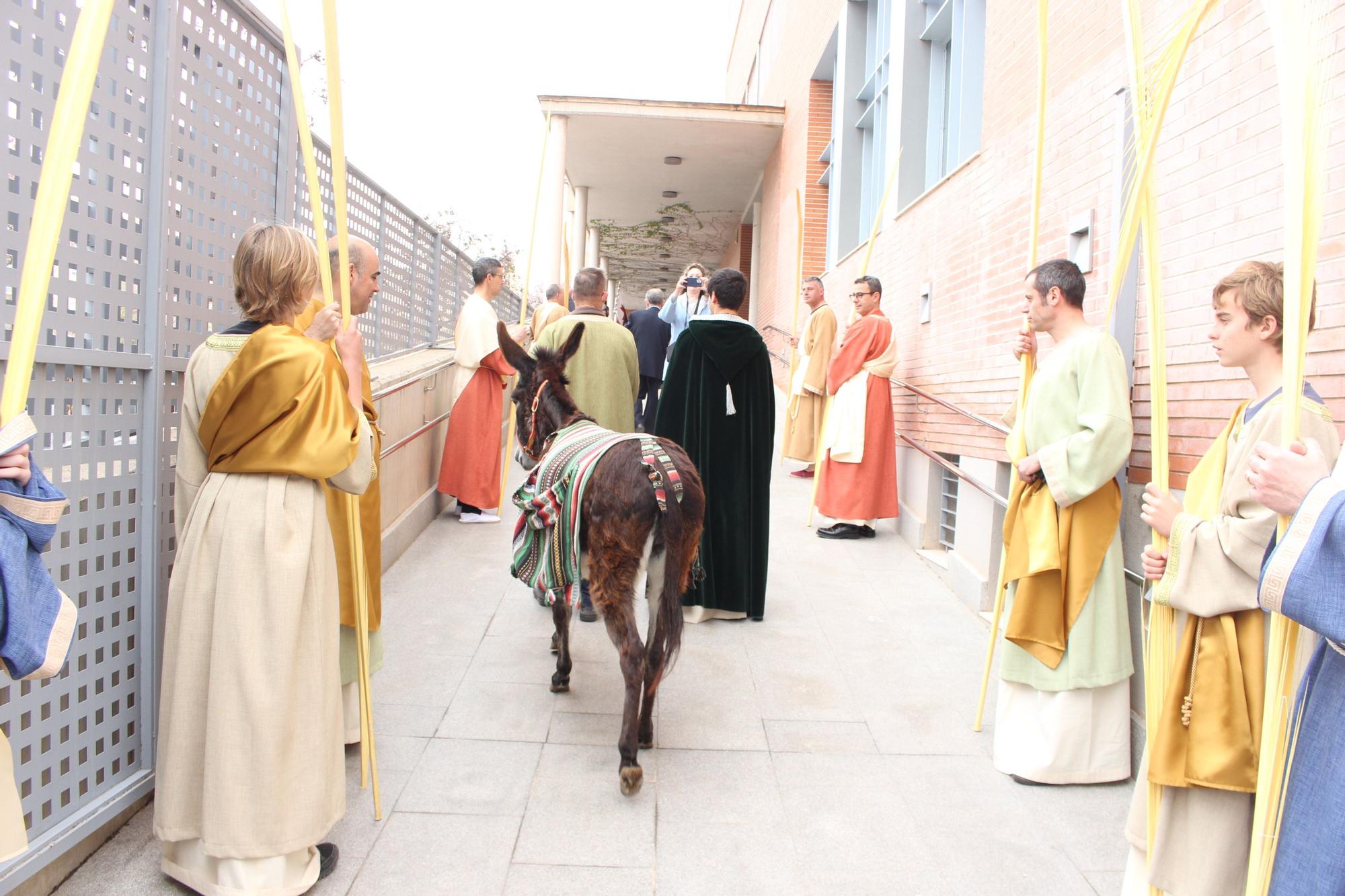 Domingo de Ramos en Beniferri con la burrita "Matilde"