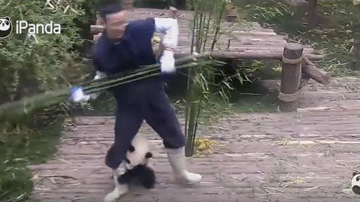 El insistente abrazo de un cachorro de panda impide trabajar a su ciudador