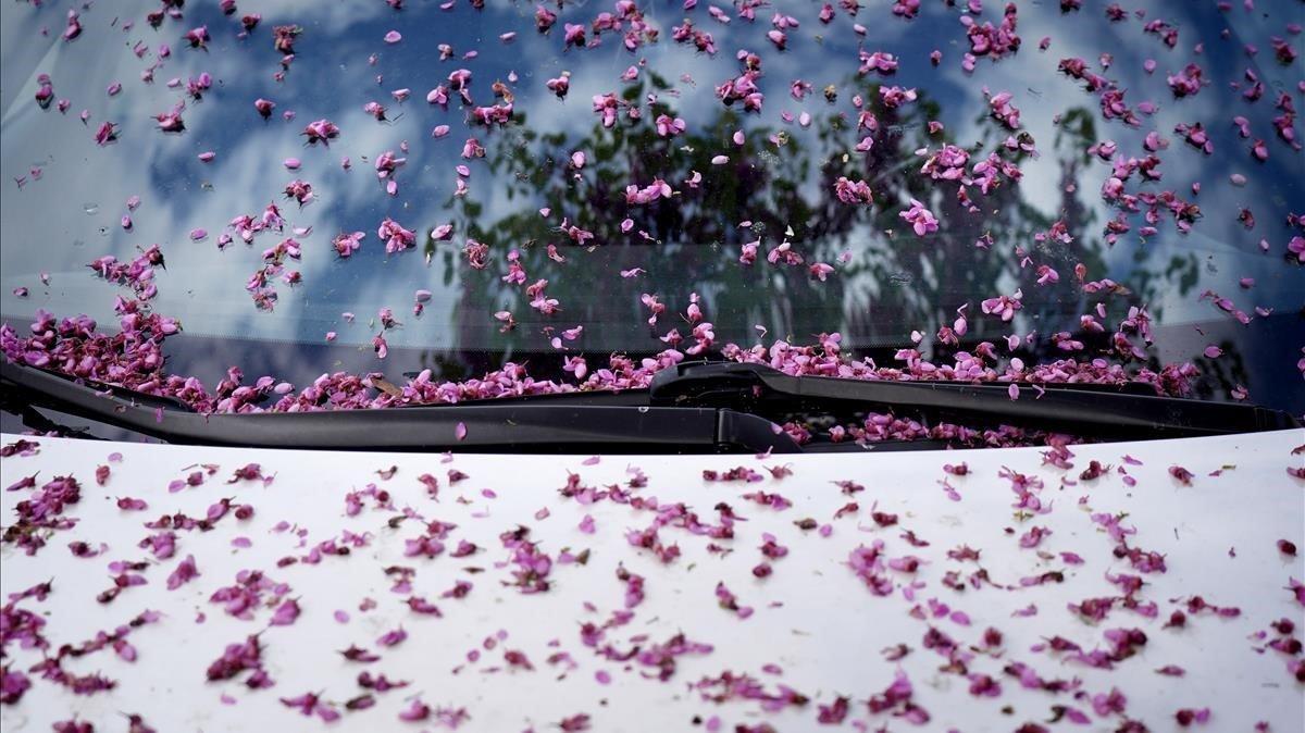Flores caídas en el parabrisas de un coche aparcado en Madrid.