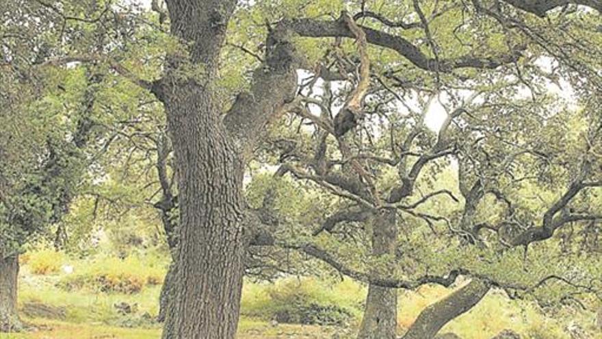 Barranc dels Horts, un bosque relíctico singular