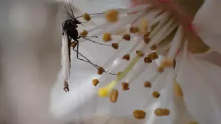 El cambio climático reduce el tamaño y la supervivencia en insectos acuáticos
