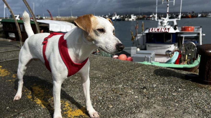 La ruta por las Rías Baixas del perro &quot;influencer&quot; Pipper, este sábado en La 2