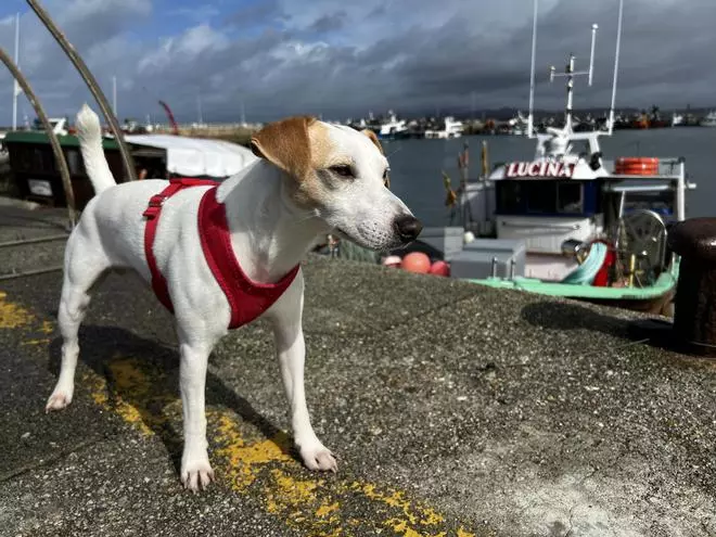 Avance del capítulo de "Pipper en ruta" sobre la visita a las Rías Baixas del perro turista más popular, que estrena nueva temporada en La 2