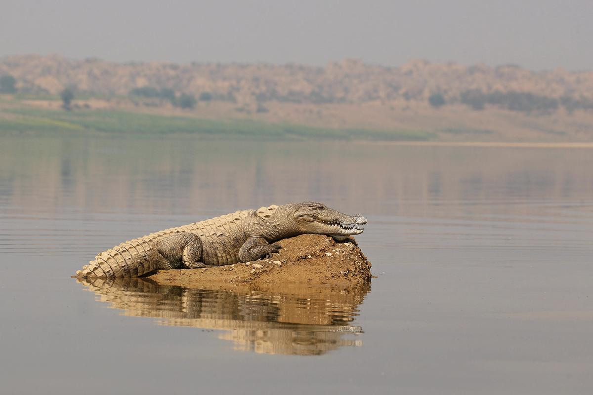 Cocodrilo del Nilo (Crocodylus niloticus)