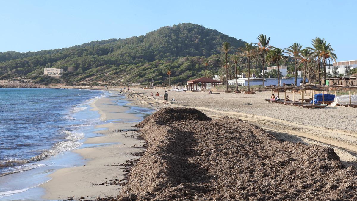 Posidonia en Playa de'n Bossa