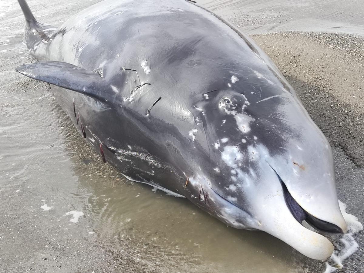 Zifio encontrado en la playa de La Carihuela